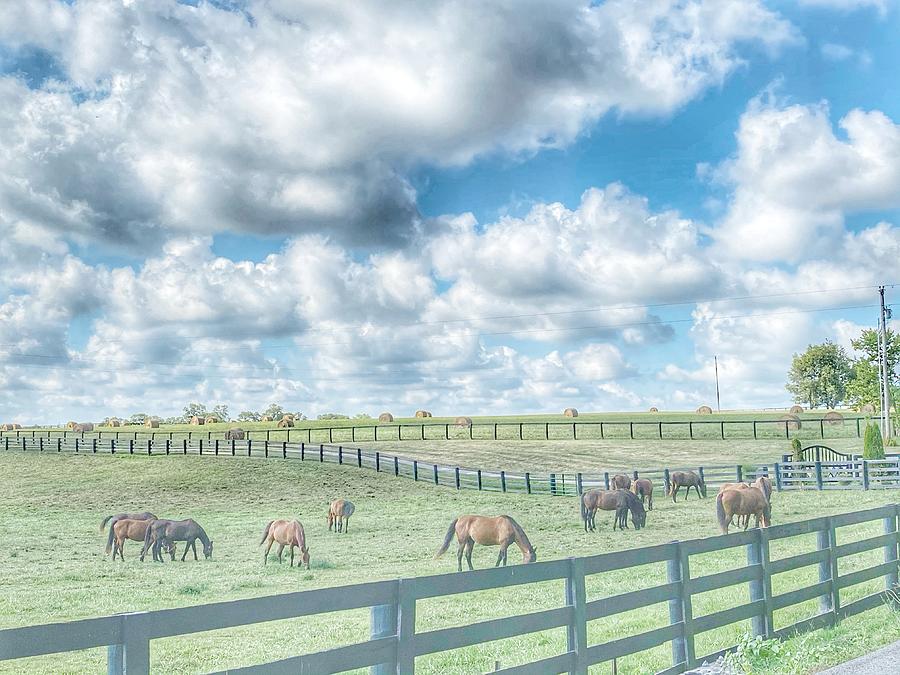 Summer in the Bluegrass Photograph by Sumoflam Photography