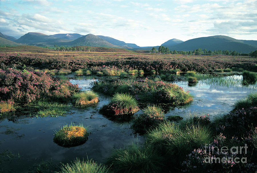 Late Summer in the Cairngorm Mountains Photograph by Phil Banks