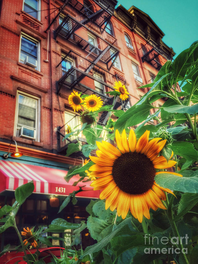 Summer in the City - Sunflowers Photograph by Miriam Danar