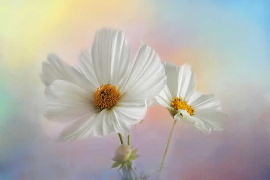 Flower Photograph - Summer in the Garden by Kim Hojnacki