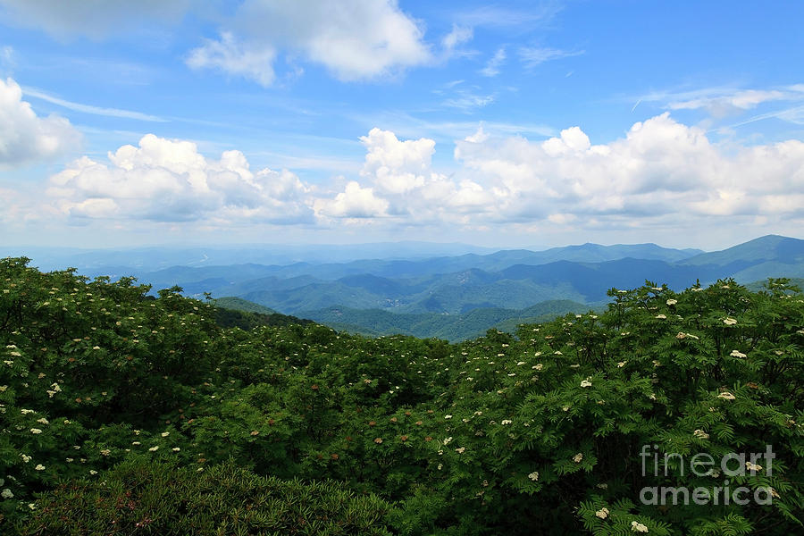 Summer In The Nc Mountains Photograph