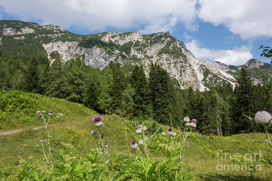 Summer in the Slovenian Alps Photograph by Juli Scalzi