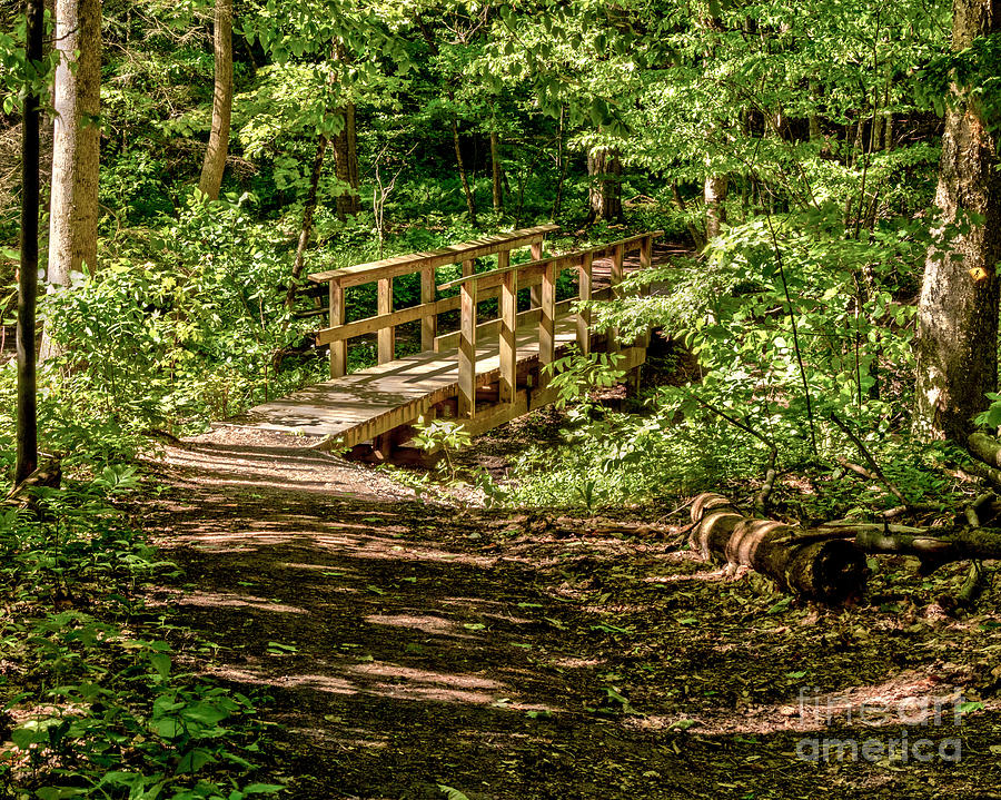 Summer Photograph - Summer in The Woods by Rod Best