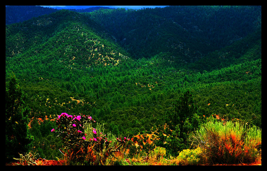 Santa Fe National Forest Photograph - Summer in Upper Pacheco Canyon by Susanne Still