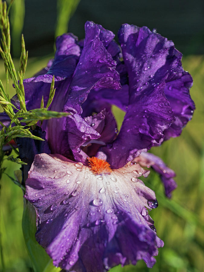 Summer Iris Photograph by Alana Thrower