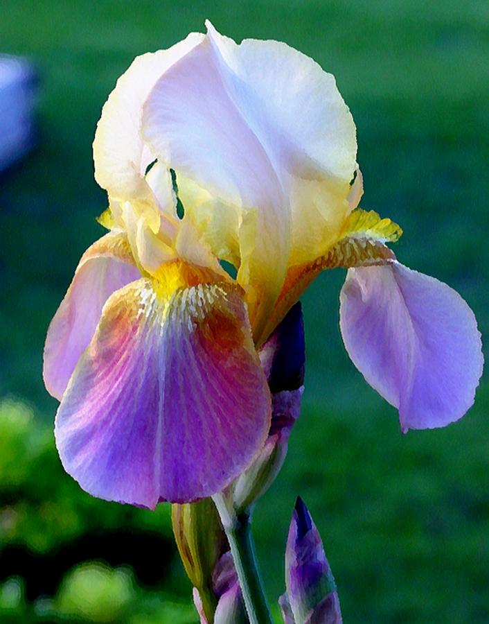 Summer Iris Photograph by Laurie Pace