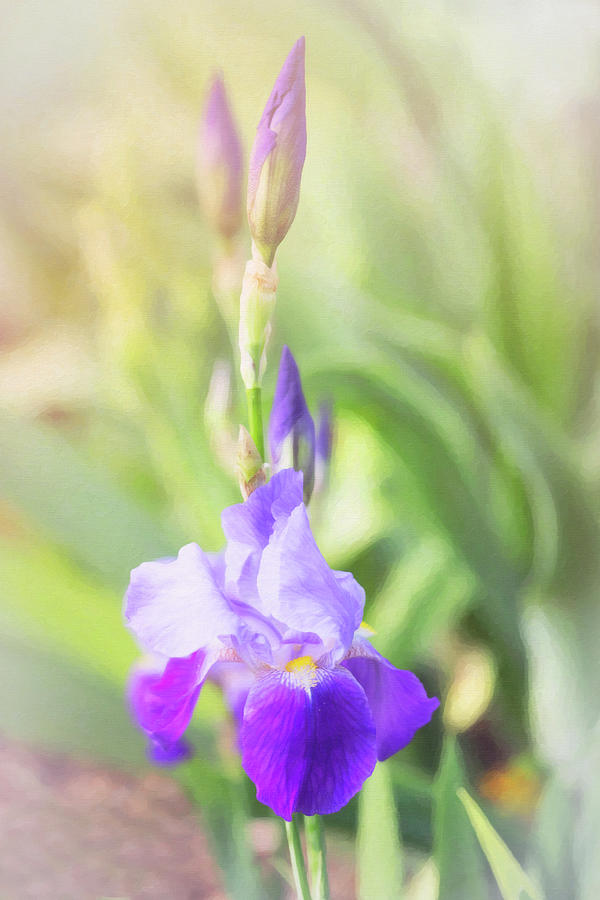 Summer Iris by Sue Collura Summer Iris by Sue Collura
