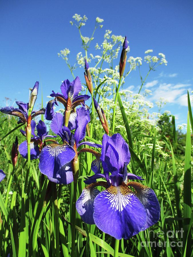 Summer Irises Photograph by Martin Howard
