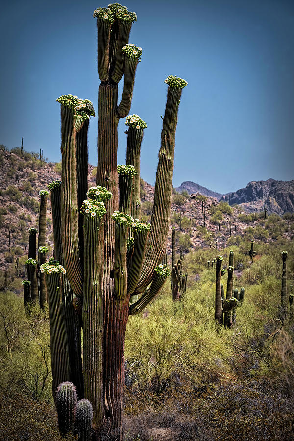 Summer Is Calling In The Sonoran Photograph by Saija Lehtonen
