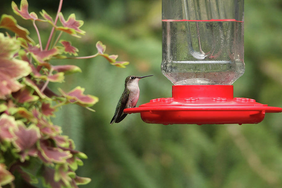 Hummingbird Photograph - Summer Jewel by Debbie Oppermann