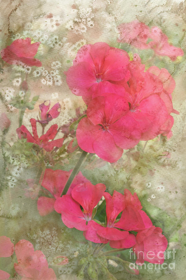 Flower Digital Art - Summer Joy by Betty LaRue