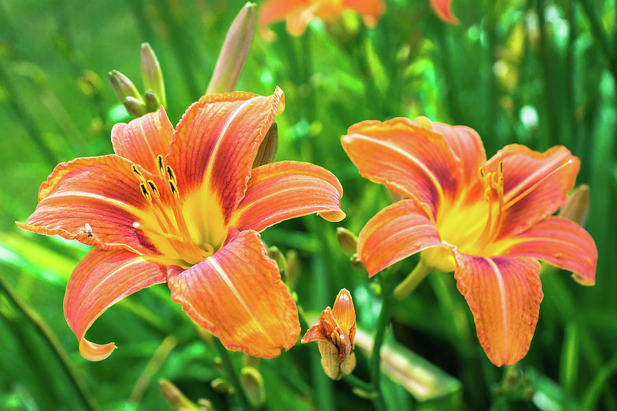 Lily Photograph - Summer Jubilation by Bill Pevlor