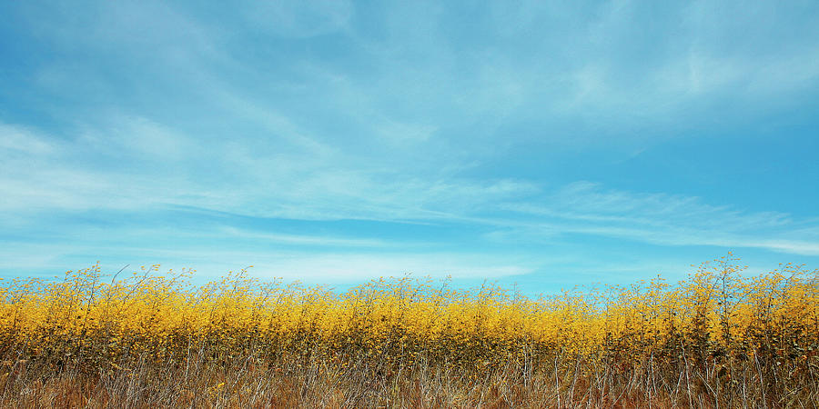 Summer Landscape With Yellow Grass Photograph