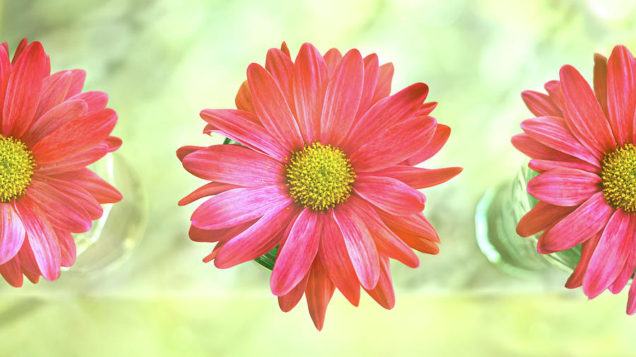 Gerbera Daisies Spring Flowers Photograph by Laura Fasulo