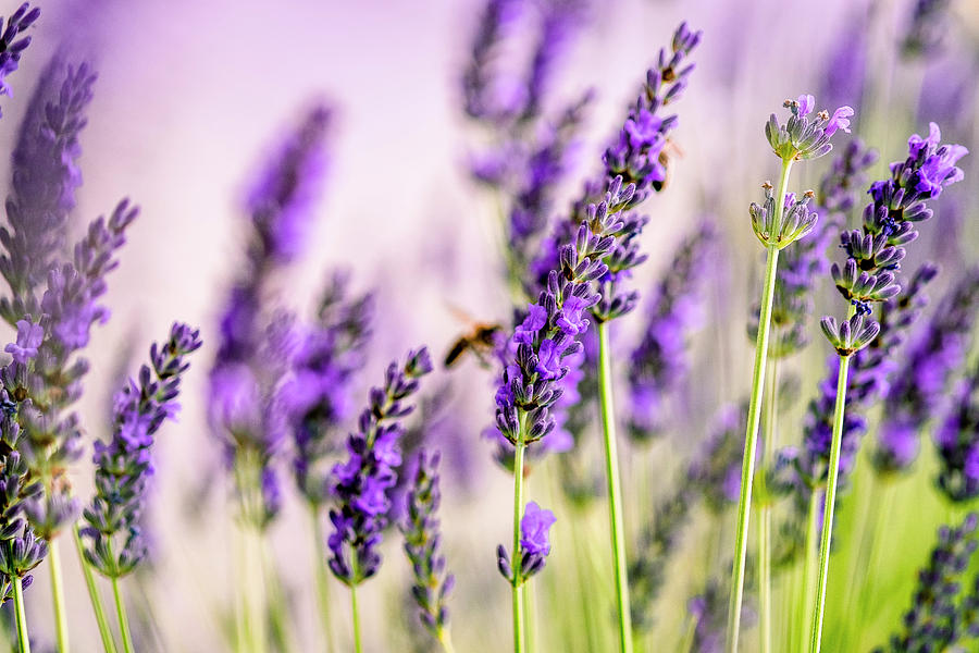 Summer Lavender Photograph by Nailia Schwarz - Fine Art America