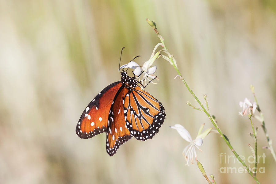 Summer light Queen butterfly  Photograph by Ruth Jolly