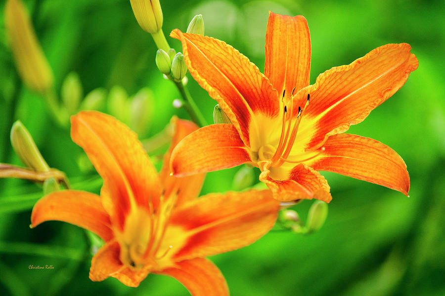 Summer Lilies Photograph by Christina Rollo