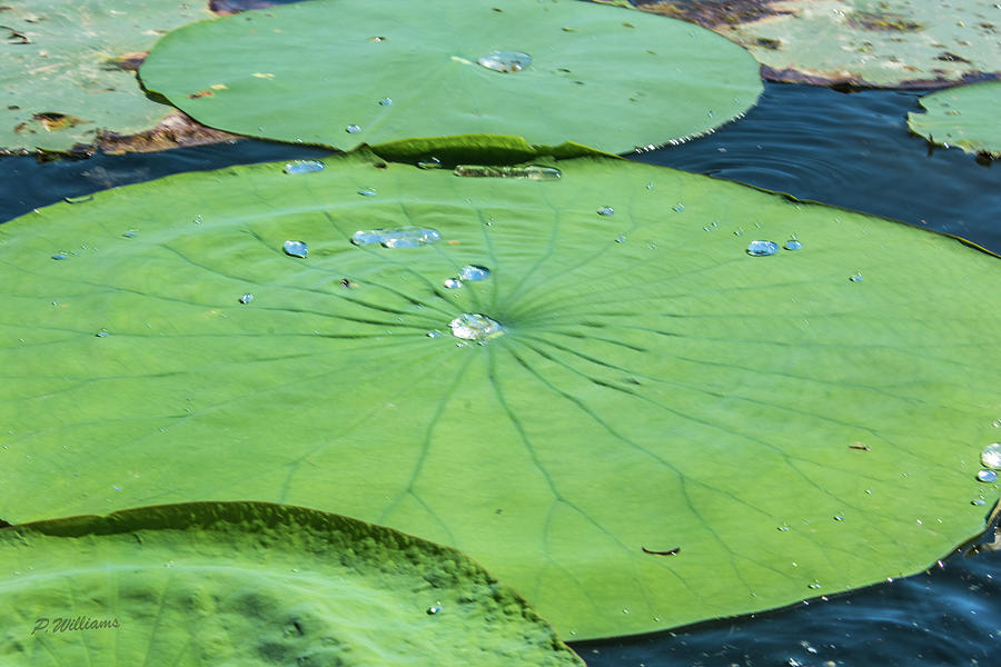 Lily Pad Photograph - Summer Lily Pad II by Pamela Williams
