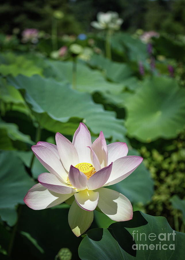 Summer Lotus Photograph by Karen Jorstad