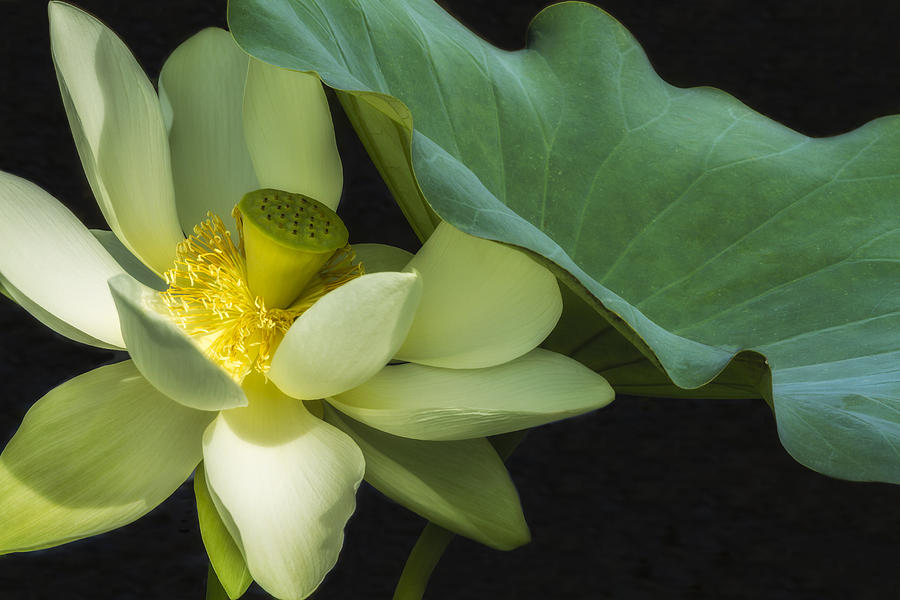Summer Lotus Photograph by Lindley Johnson