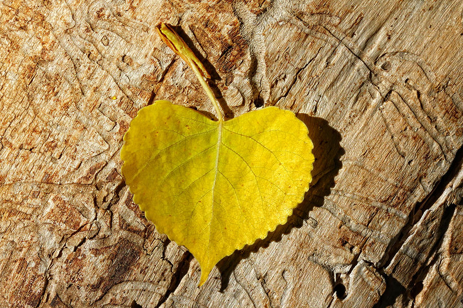 Summer Love Heart Shaped Leaf Photograph by Tracie Schiebel
