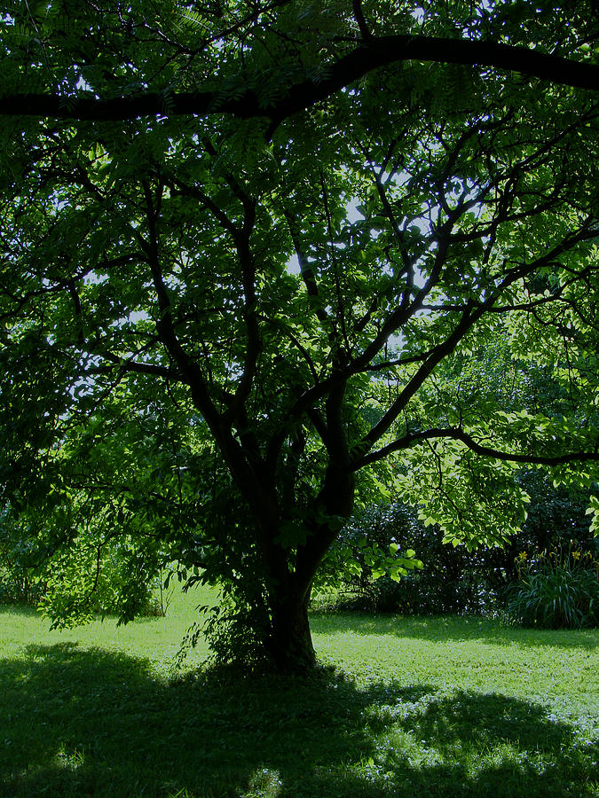  Summer  Magnolia Tree  Shade Photograph by Martin Morehead