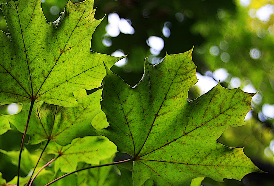 Summer Maple Leaves Photograph by Joanne Coyle