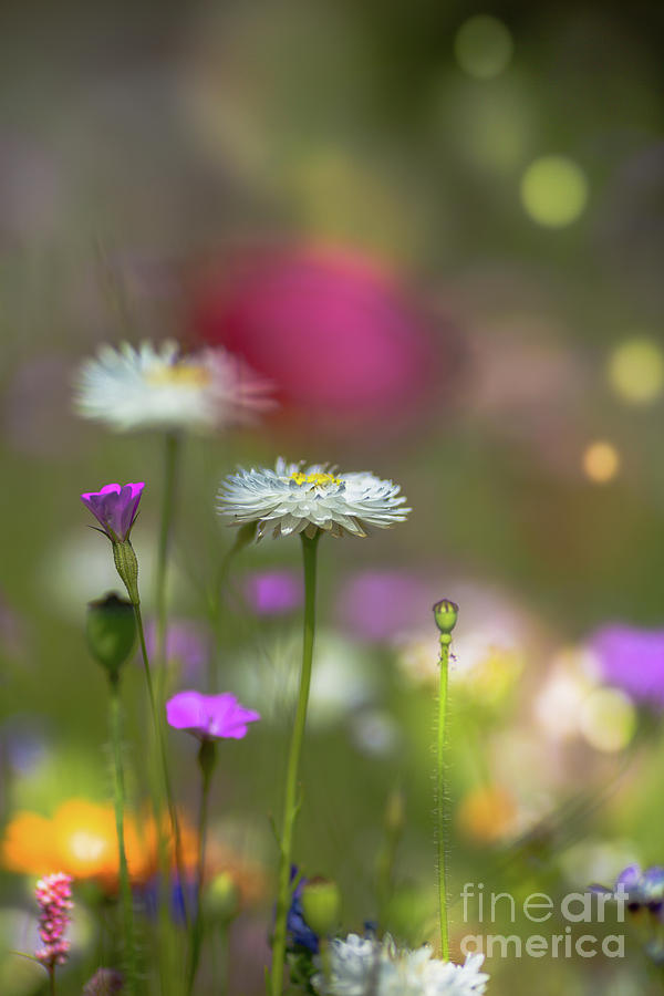 Summer Meadow Photograph by Eva Lechner