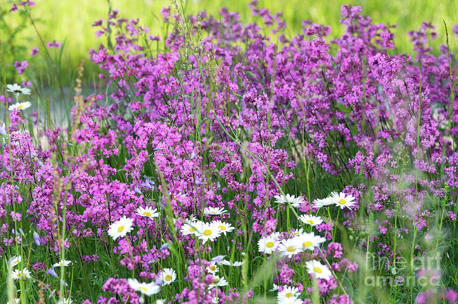 Summer meadow flowers Photograph by Michal Boubin