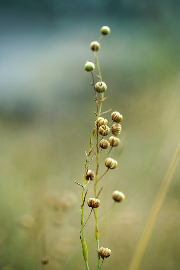 Summer Photograph - Summer Meadow by Nailia Schwarz