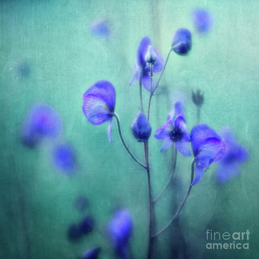 Flower Photograph - Summer Meadow by Priska Wettstein