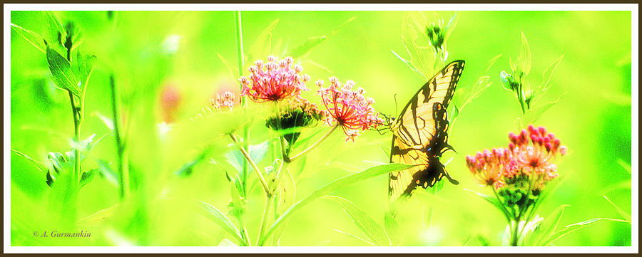Summer Meadow, Swallowtail Butterfly Digital Art by A Macarthur Gurmankin