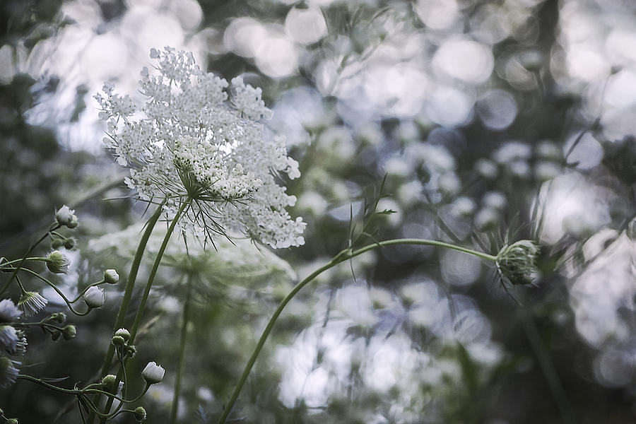 Queen Anne's Lace Photograph - Summer Medly by Angie Rea