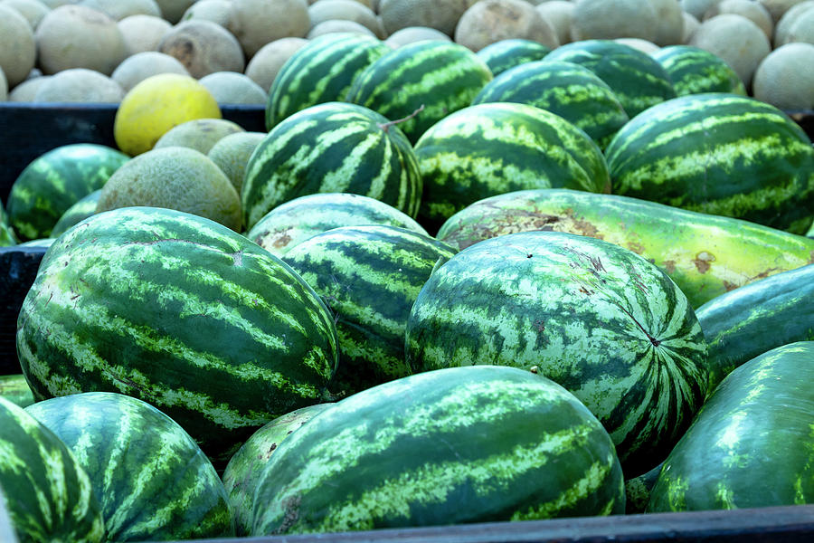 Summer Melons Photograph by Teri Virbickis