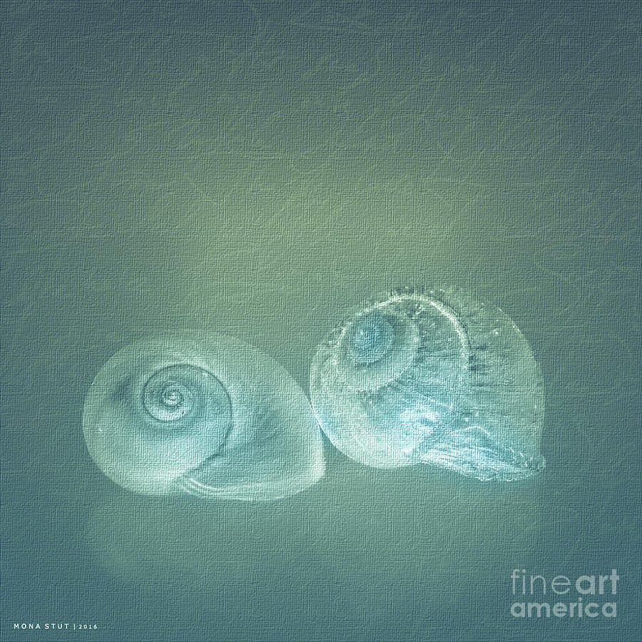 Two Seashell Reflections Digital Art by Mona Stut