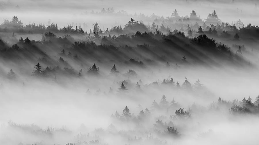 Shadows in Summer Mist Photograph by Tim Kirchoff