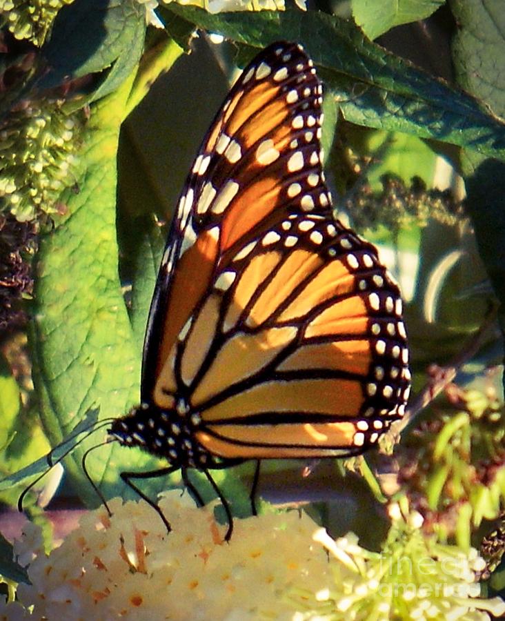 Summer Monarch Butterfly Photograph by CAC Graphics