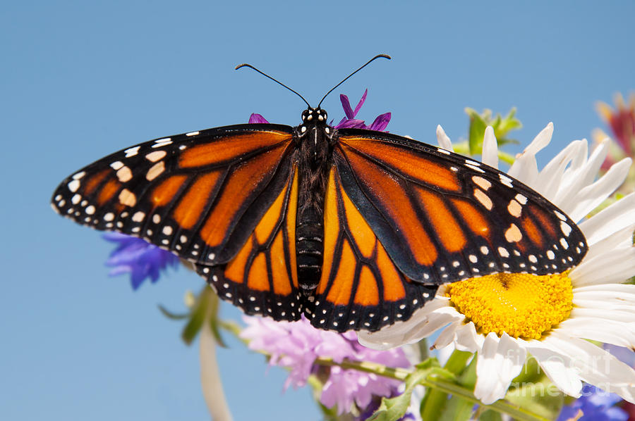 Summer Monarch Butterfly Photograph by Sari ONeal