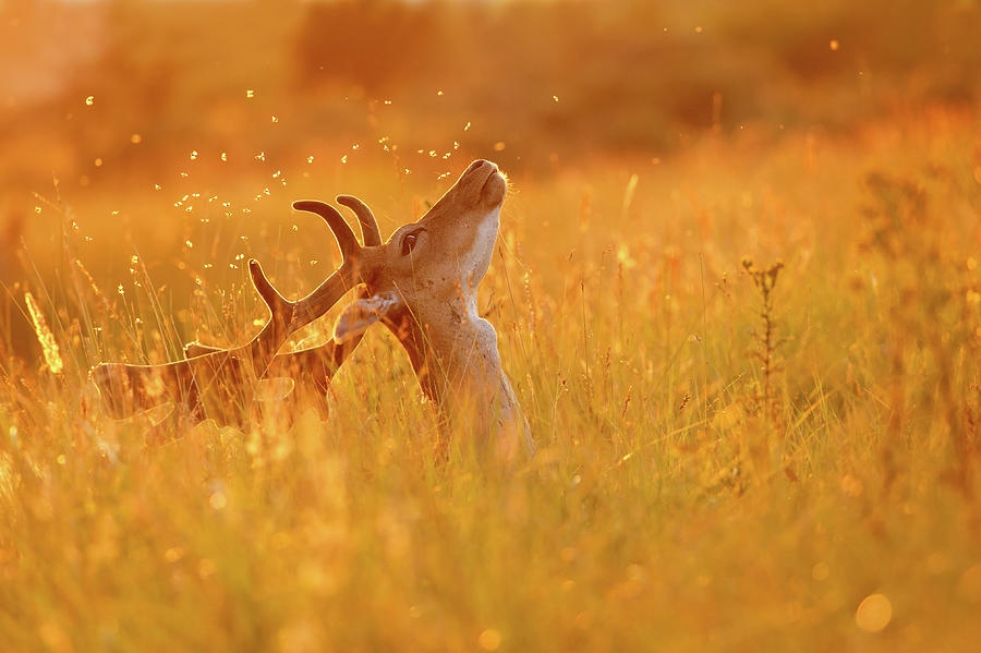Deer Photograph - Summer Mood - Fallow Deer on a summer evening by Roeselien Raimond