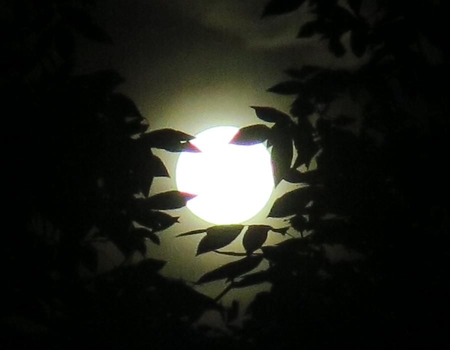 Summer Moon Photograph by Betty Buller Whitehead
