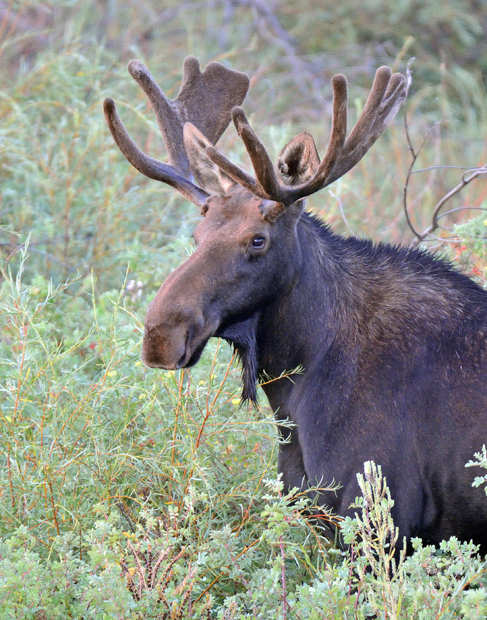 Moose Photograph - Summer Moose by Brad Christensen