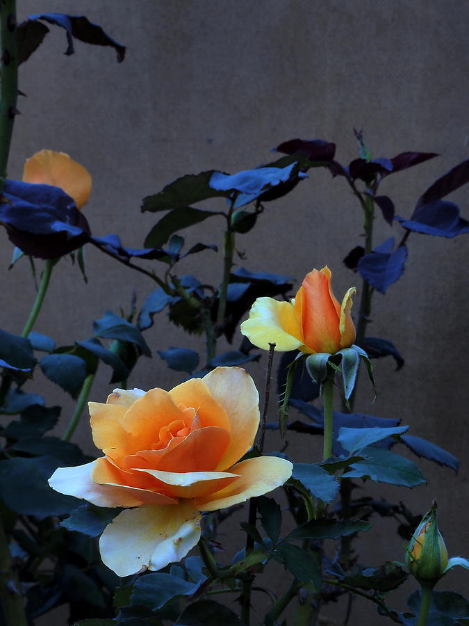  Summer Morning Golden Rose  Photograph by Richard Thomas
