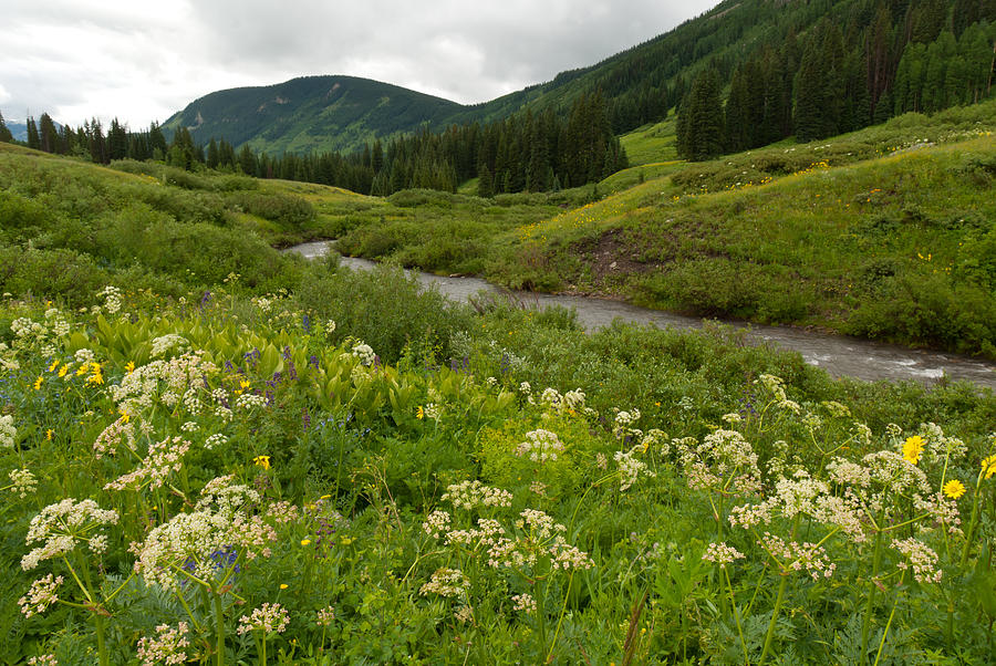 Summer Mountain Stream and Meadow Landscape Photograph by Cascade Colors