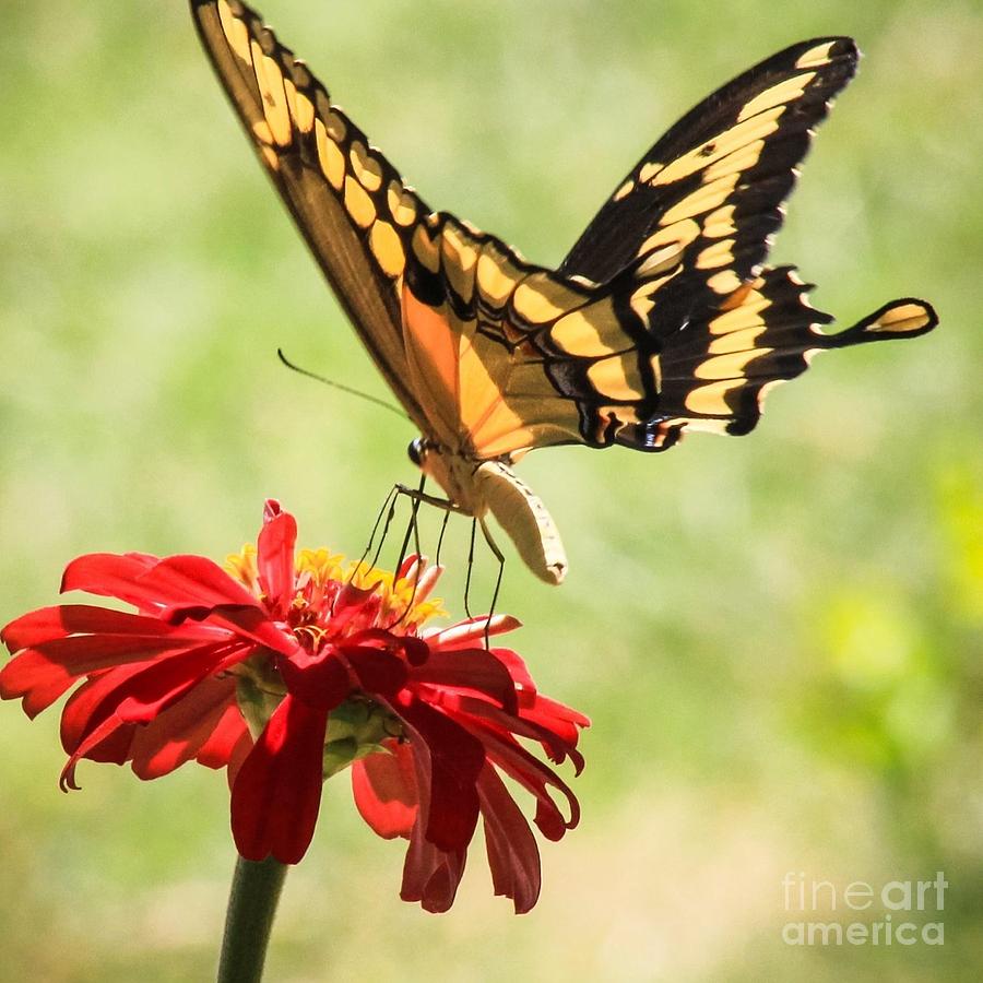 Summer Nectar Photograph by Toma Caul