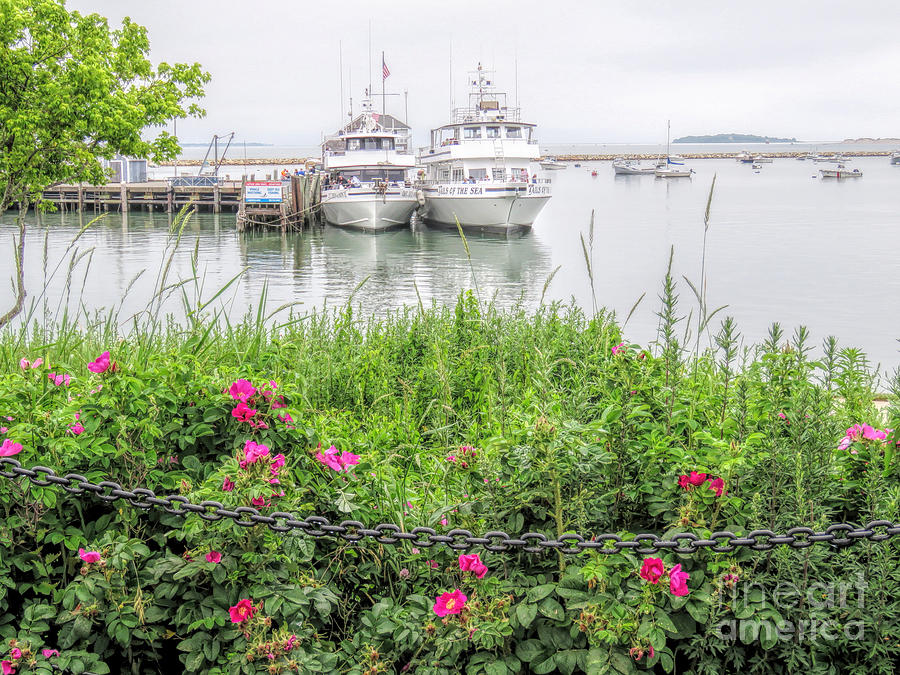 Summer on Plymouth Harbor  Photograph by Janice Drew
