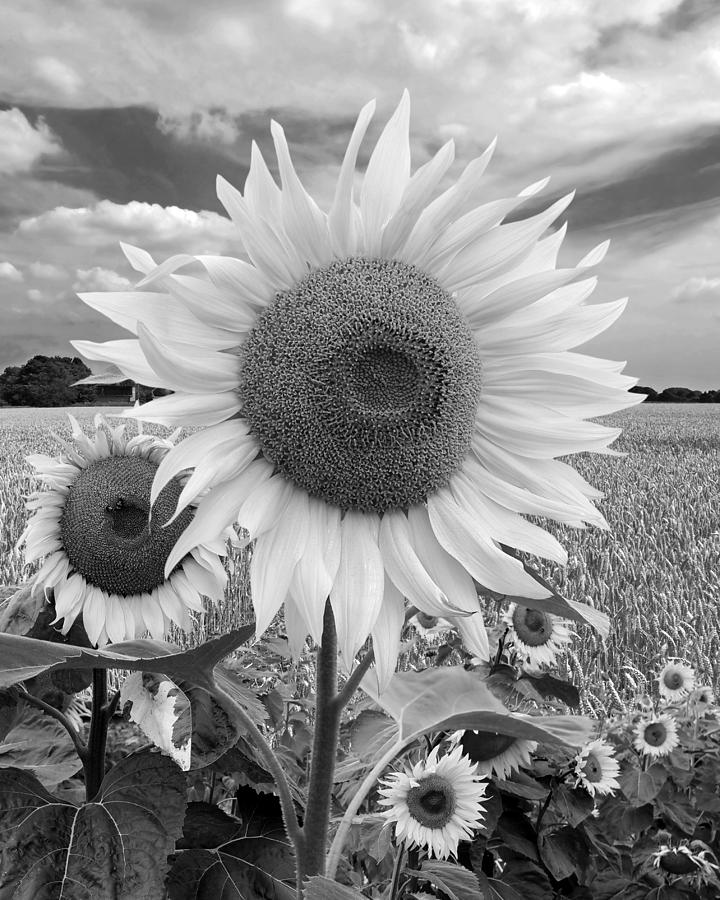 Summer On the Farm Black and White Vertical Photograph by Gill Billington
