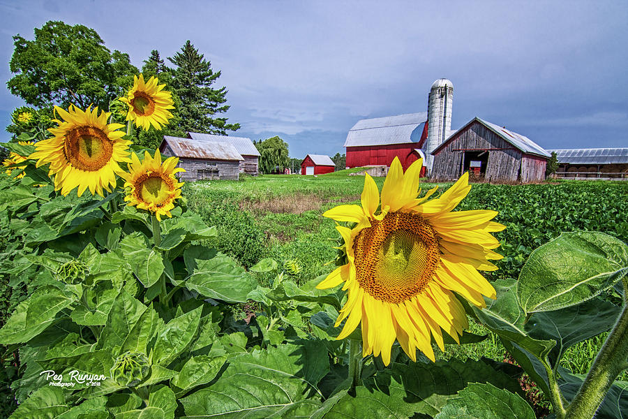 Summer on the Farm Photograph by Peg Runyan - Fine Art America