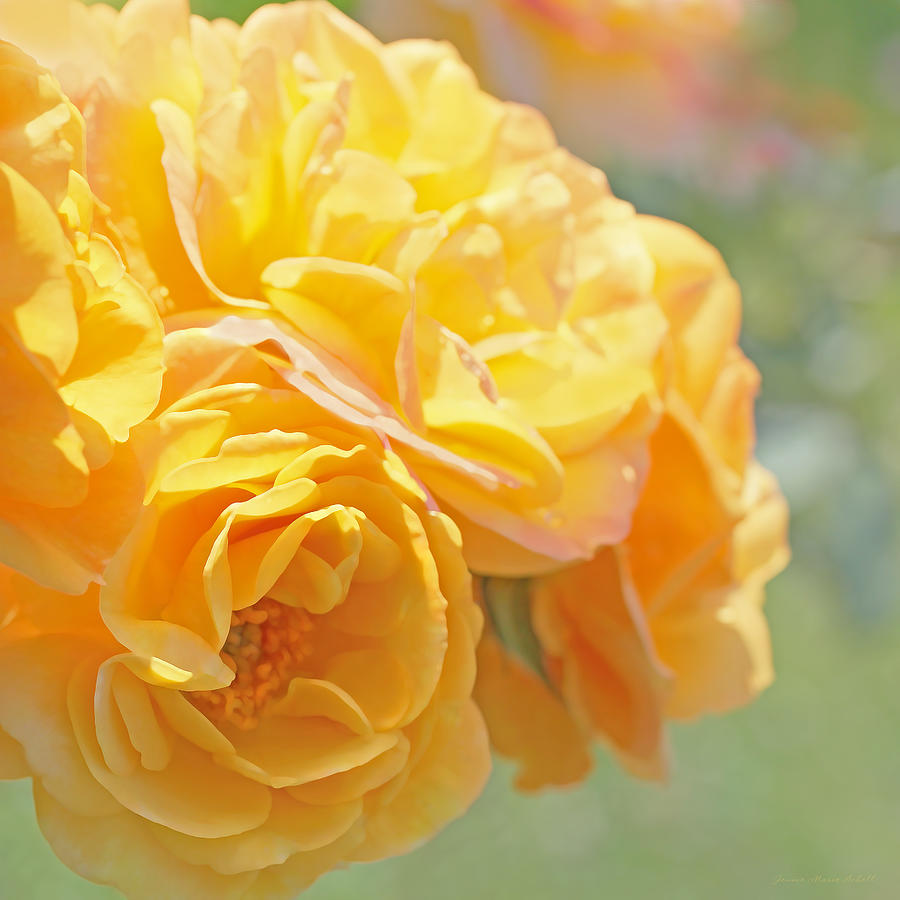 Summer Photograph - Golden Yellow Roses in the Garden by Jennie Marie Schell