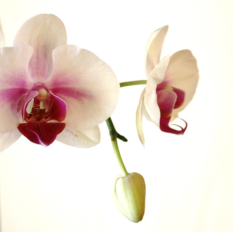 Summer Orchids Photograph by Marna Edwards Flavell