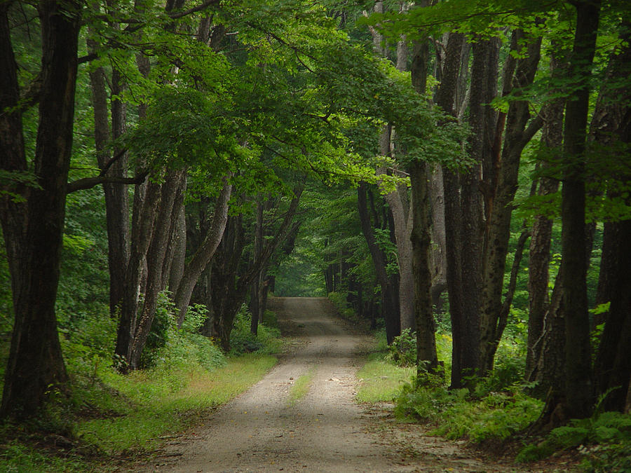 Tree Photograph - Summer Passage by Rosemary Wessel
